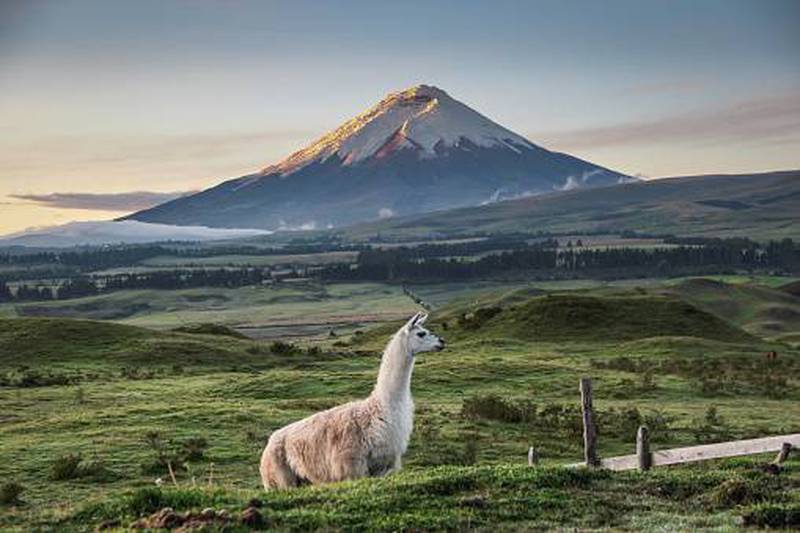 "The main message is that Ecuador is a sustainable destination, a leader in the region, in the new type of tourism: more natural, intense, and inclusive."