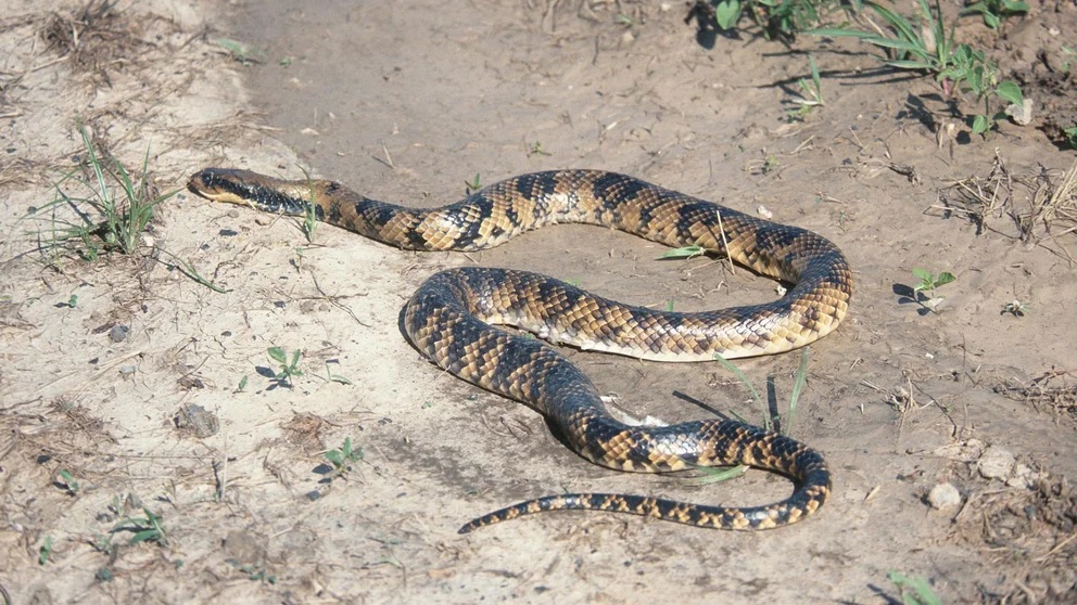false-water-cobra
