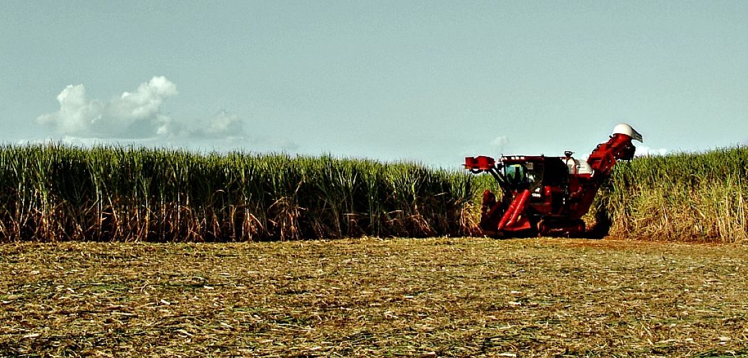 sugarcane