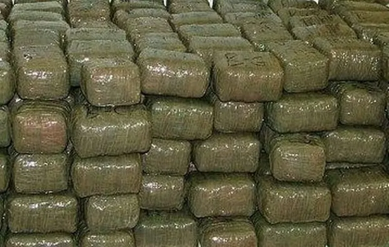 tons_of_cannabis