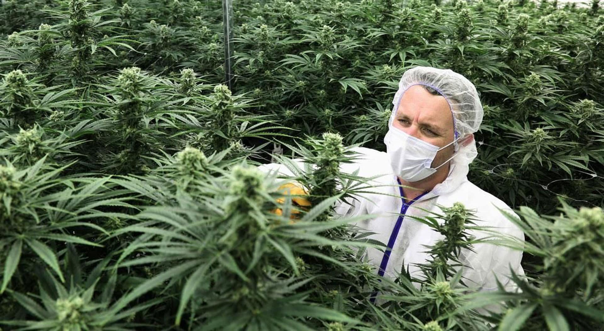weed-py