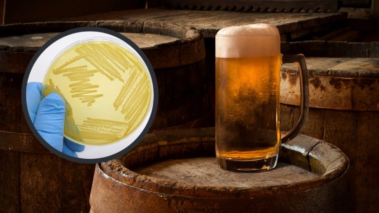 South America’s first beer: Four hundred-year-old yeast revived