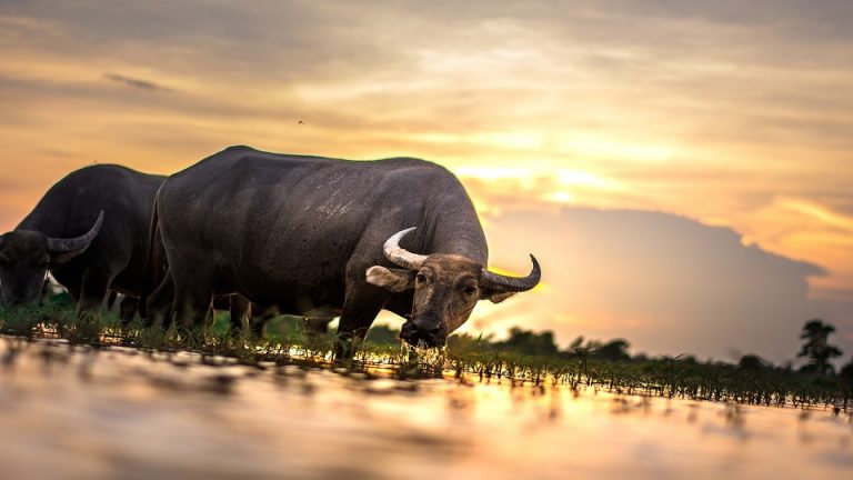 According to the government, Venezuela has the largest buffalo herd in Latin America, followed by Brazil and Colombia in third place. (Photo internet reproduction)