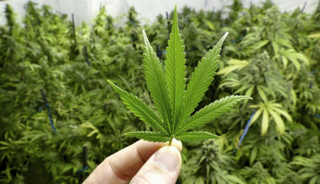 Cannabis