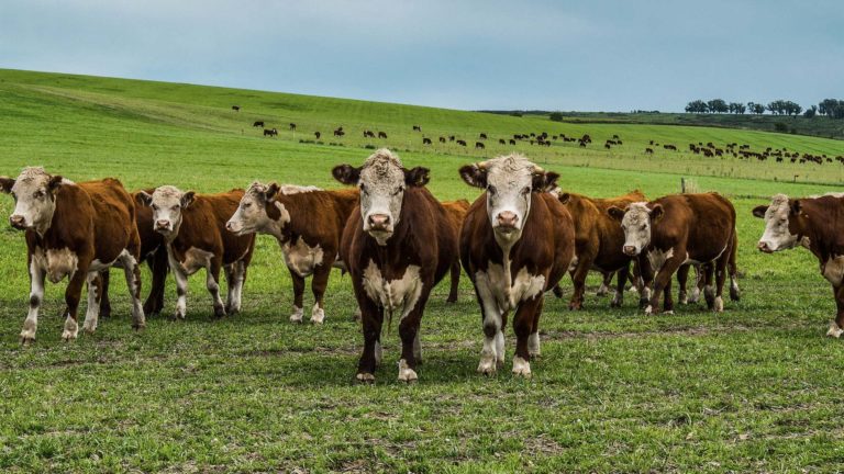 Argentina reports record beef exports in first half of year