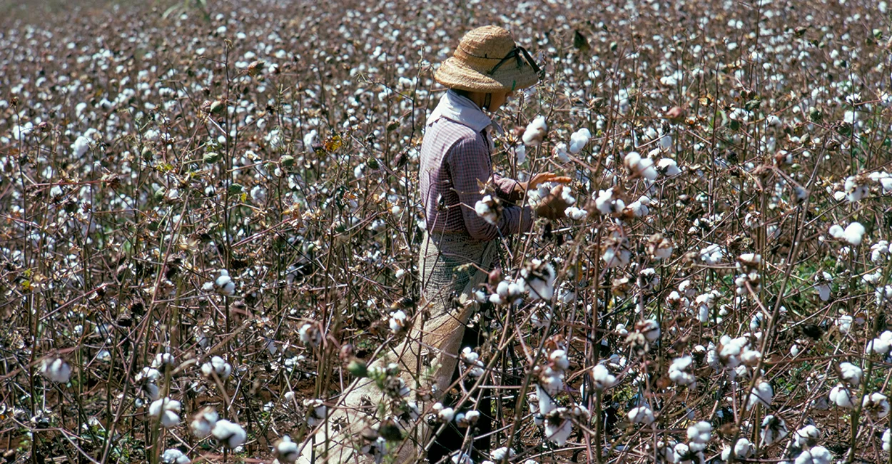 Good growth trend in cotton to consolidate Brazil's role as second-largest exporter. (Photo internet reproduction)