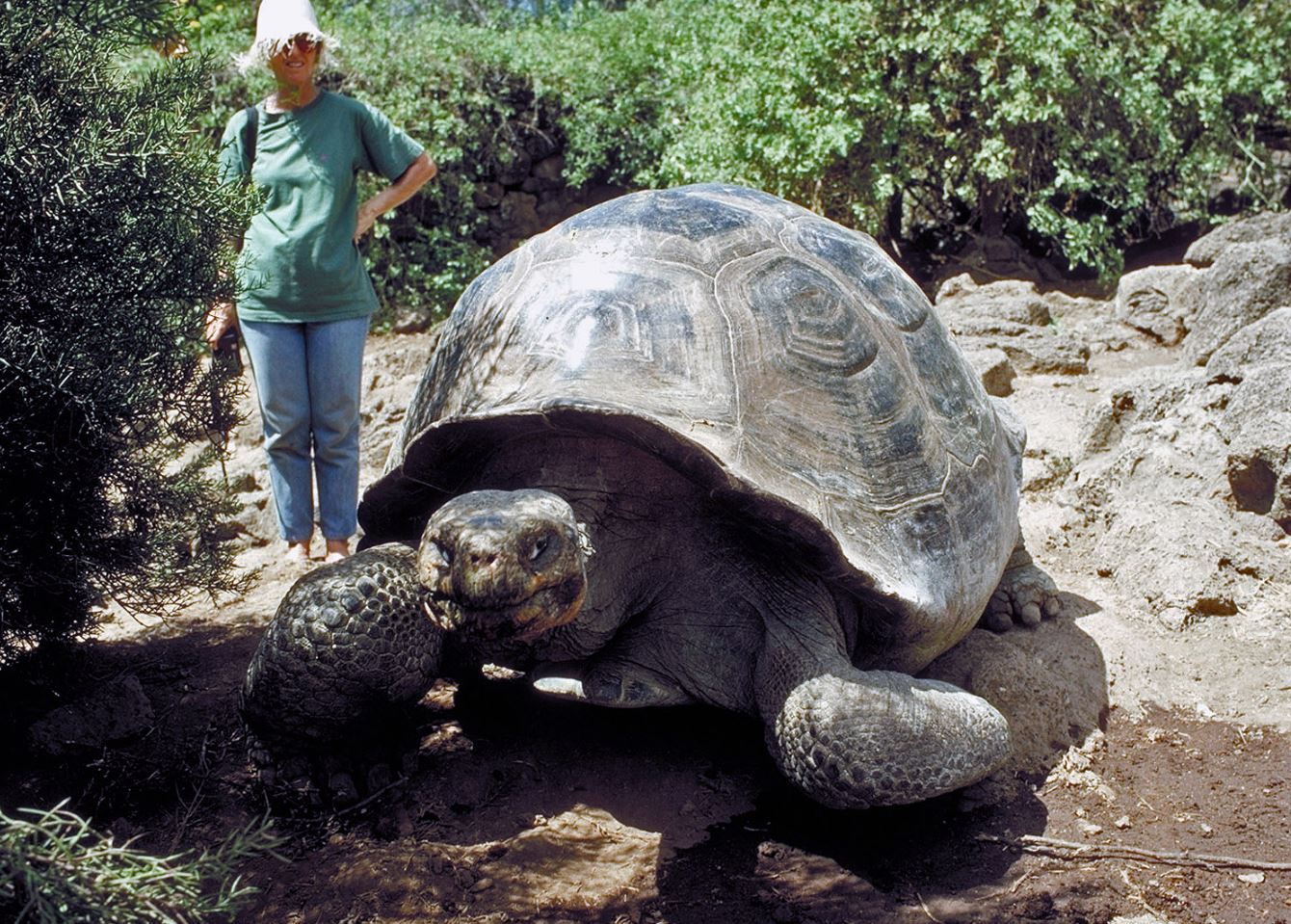 Galapagos giant tortoises