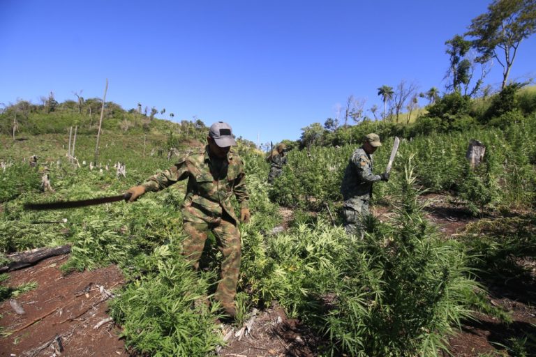 Paraguay, Brazil dismantled 51 drug camps and destroyed over 500 tons of marijuana