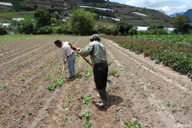 Ecuador’s agriculture affected by weather variations