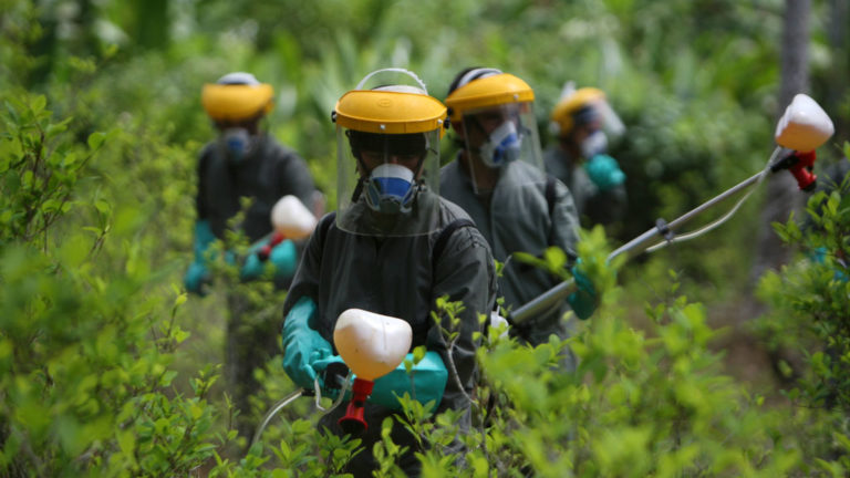 Colombia suspends forced eradication of coca plants