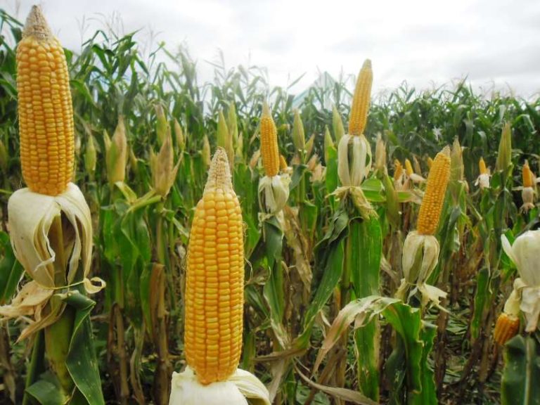 Brazil: Consultancy increases corn production estimate