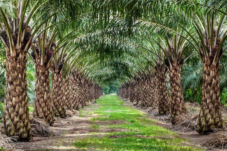 Bolivia’s plan to use oil palm as biodiesel