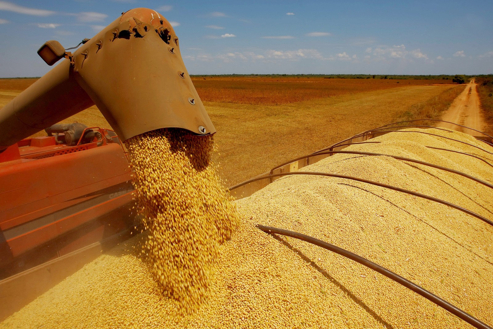The daily average of soybean shipments is 23.3% above the one seen in the closed month of August 2021, while for corn, a jump of 71.7% was seen.