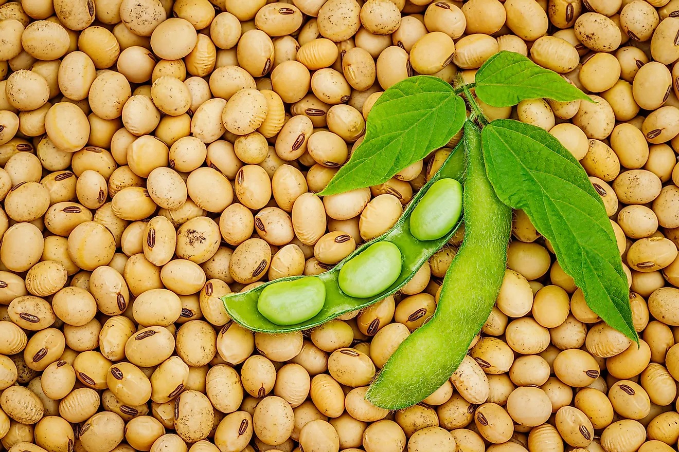 Argentina accounts for 40% of the world soybean meal trade and 46% of the world soybean oil trade.