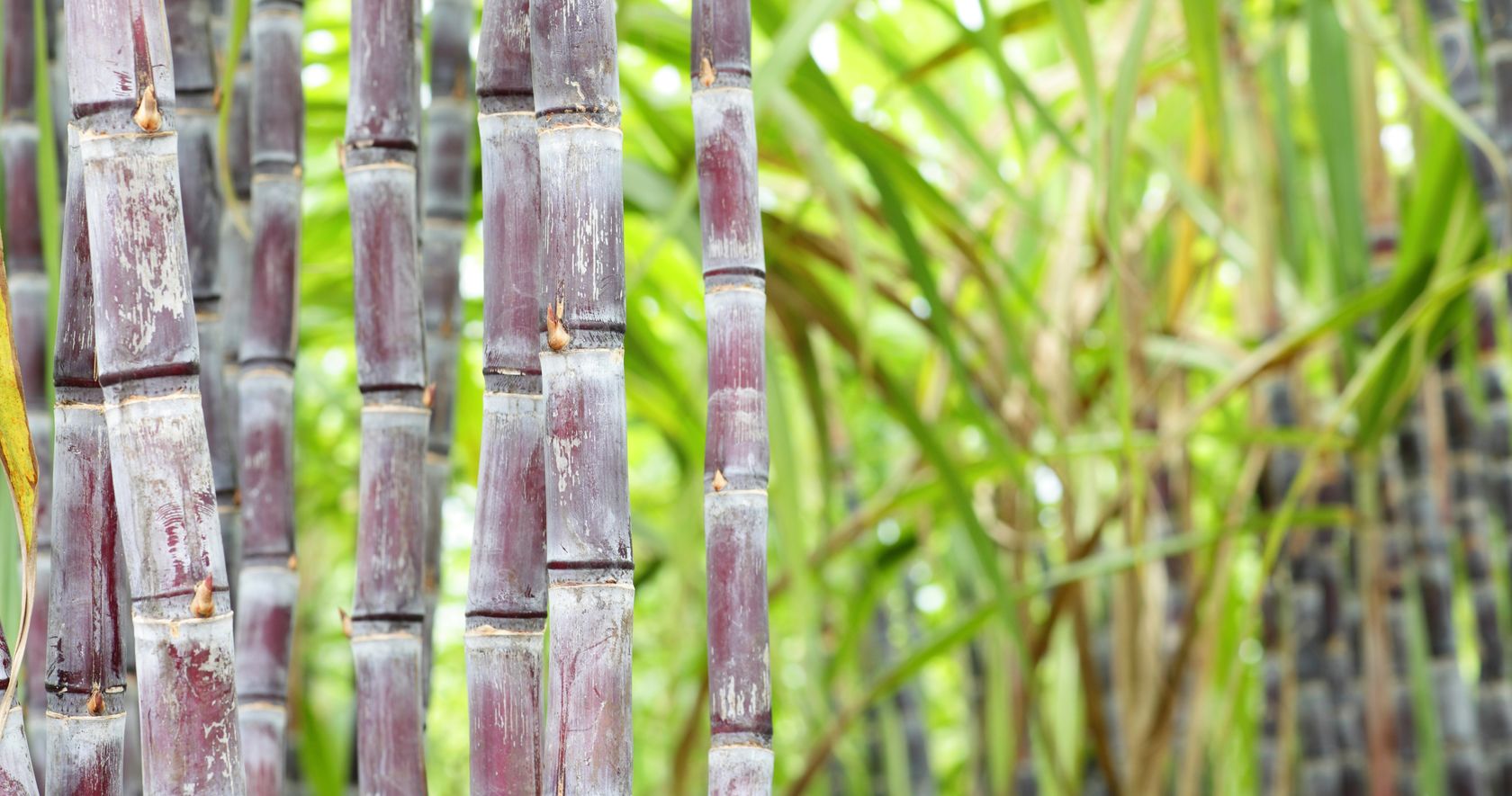 sugarcane