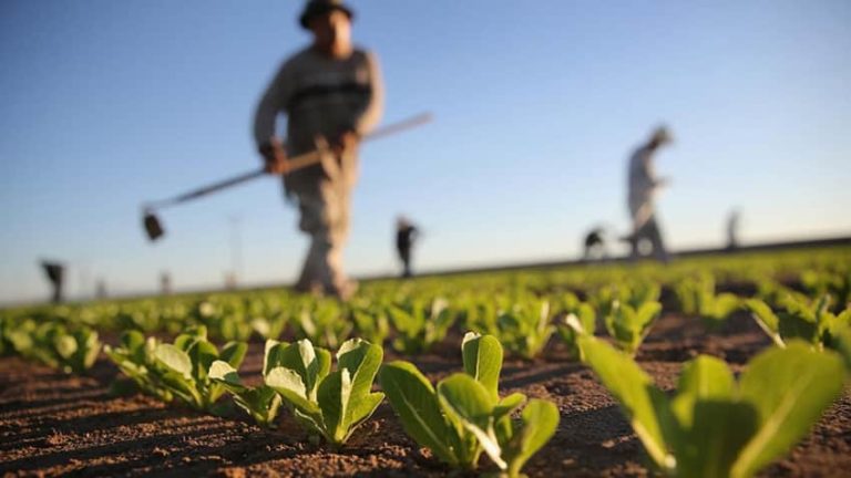 Brazil’s agricultural production valued at US$220 billion