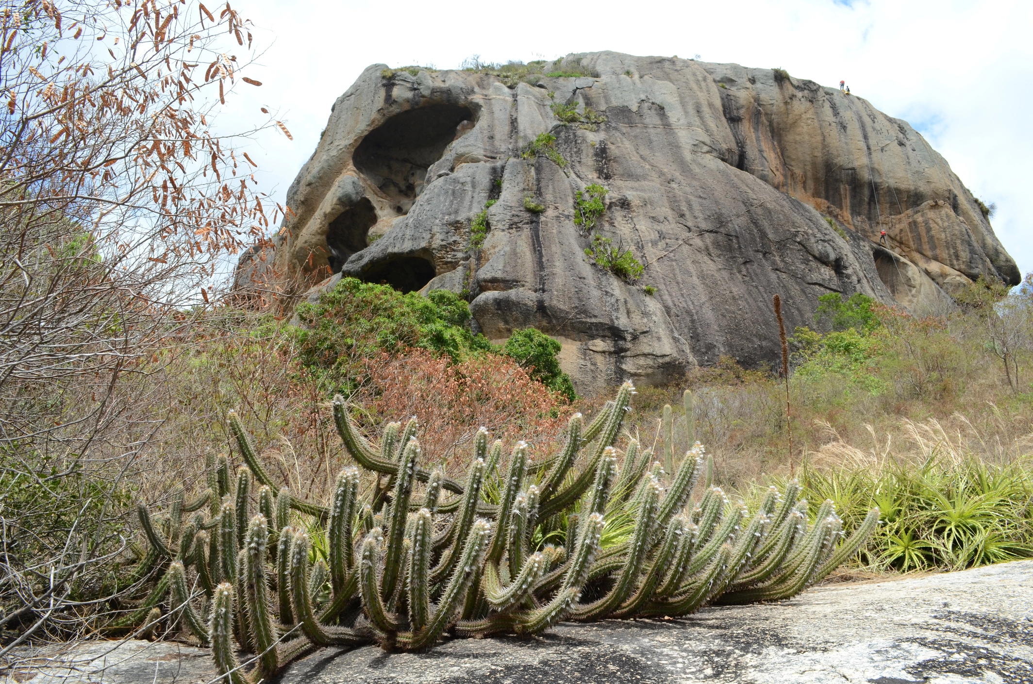 Caatinga biome. (Photo internet reproduction)