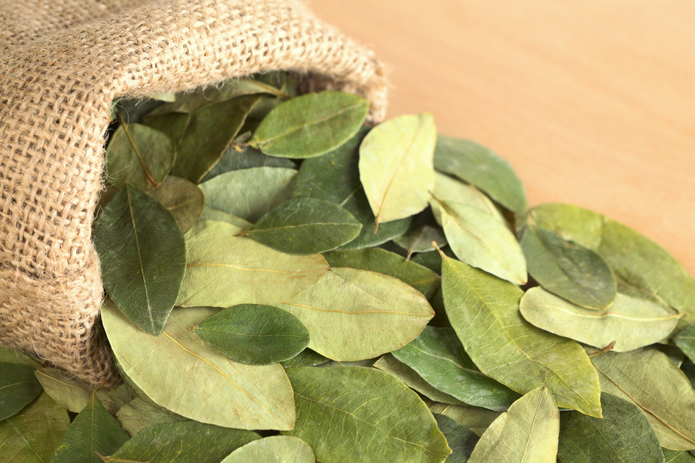 Coca leaves