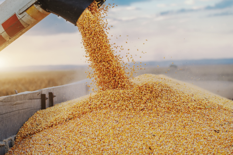 Brazil: corn exports in December hit the highest level in history
