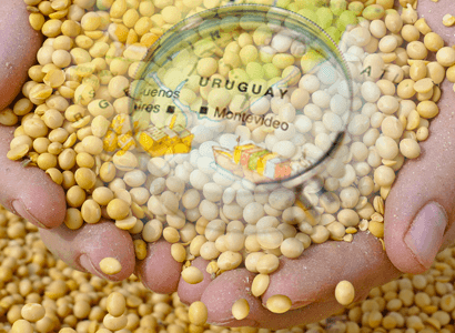 Uruguay’s economy grows strongly due to high yields from soybean crop