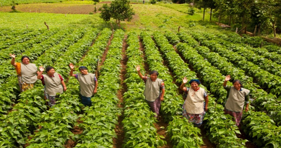 Small farmers in Venezuela. (Photo internet reproduction)