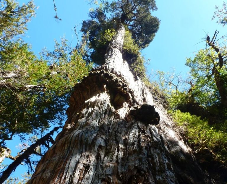 Chile’s “Gran Abuelo” may be the world’s oldest living tree