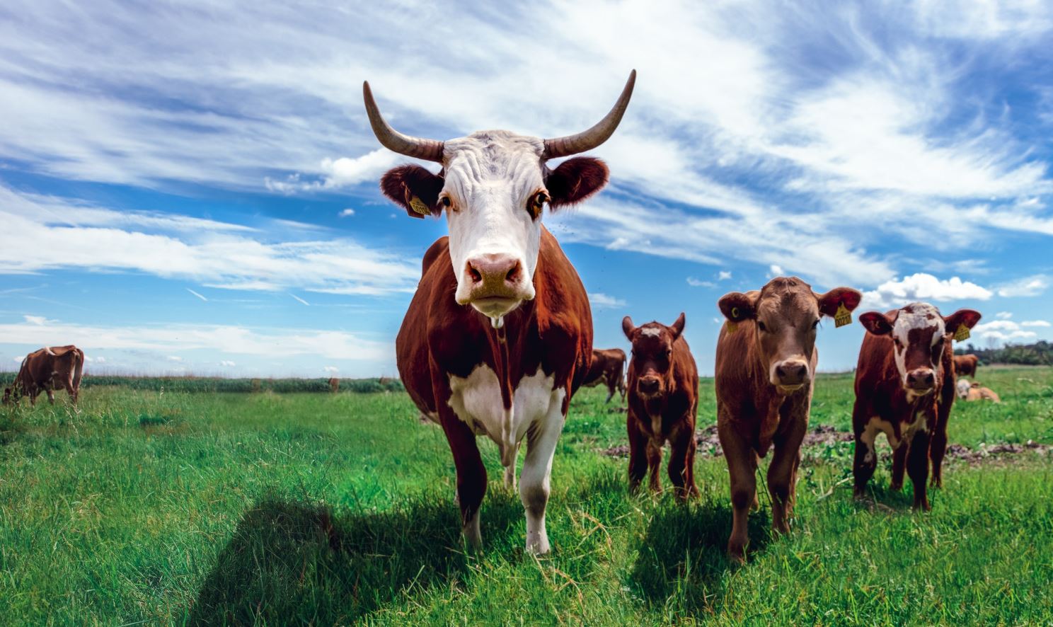 Brazil's Mato Grosso state ranks first in the number of cattle, but only 16th in population.