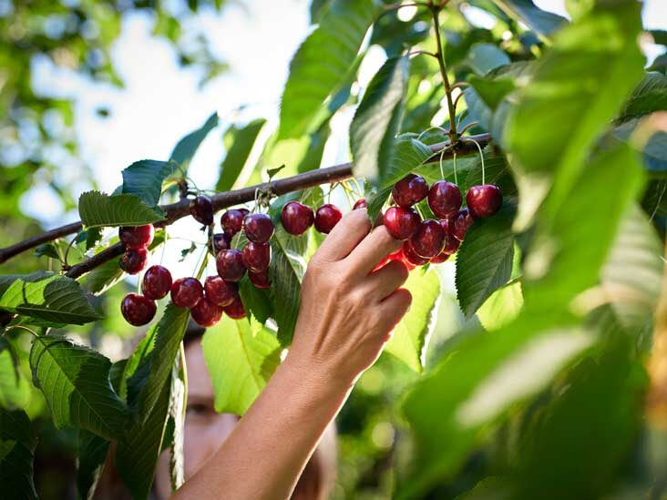 Chile is the largest cherry exporter in the world.