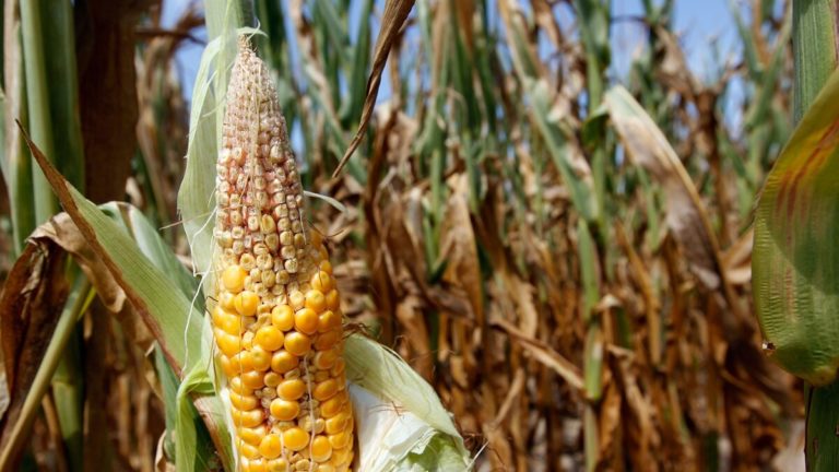 Worst corn growing scenario for Argentina