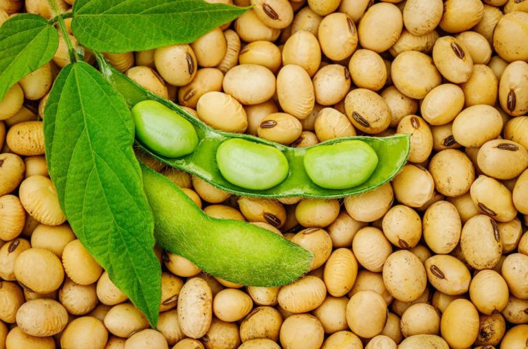South American soybeans area and production to hit record, says consulting firm