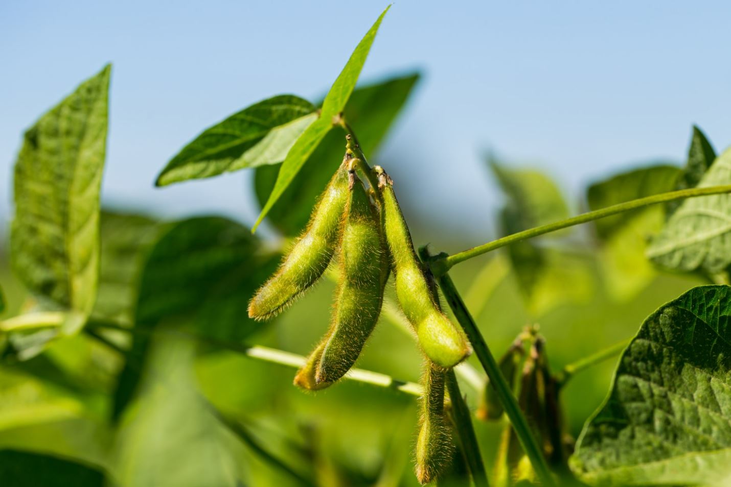 According to the estimate, the crop could be 20.4% higher than the previous cycle.