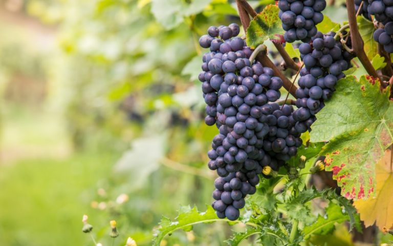 Bolivia negotiates project to grow Tannat grapes in Crimea