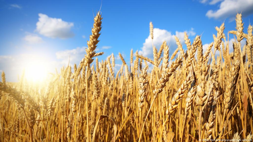 Nicaragua plans to import more wheat from Russia.