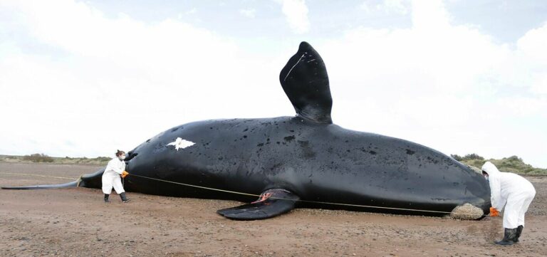 There are already 30 dead whales in southern Argentina