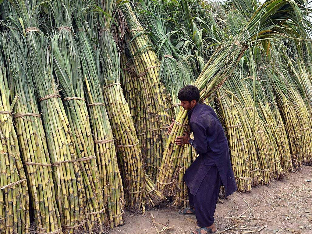 Sugar Cane