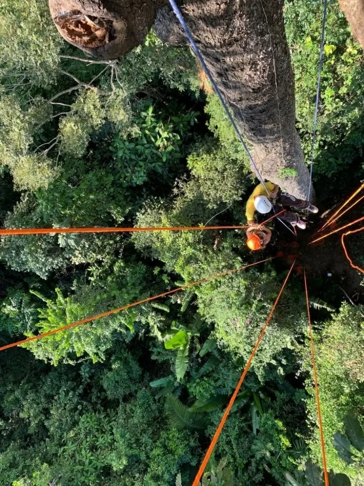 Tourists climb and sleep hanging from huge trees in Amazon rainforest. (Photo internet reproduction)