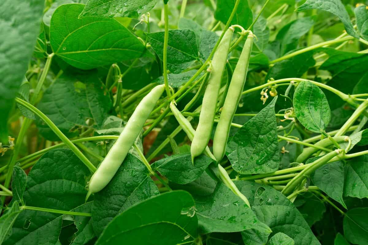 beans