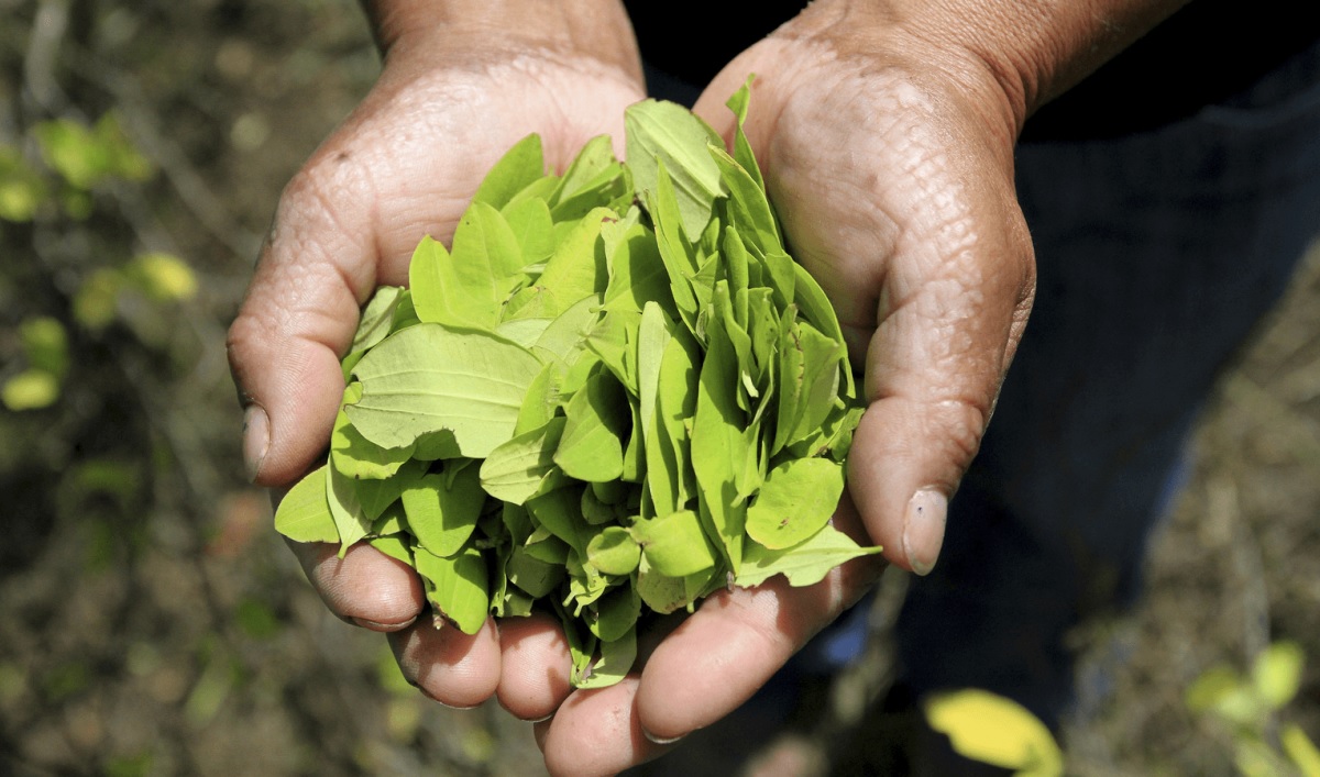 coca
