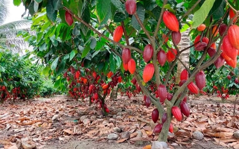Cocoa processing in Brazil was up 10% in September