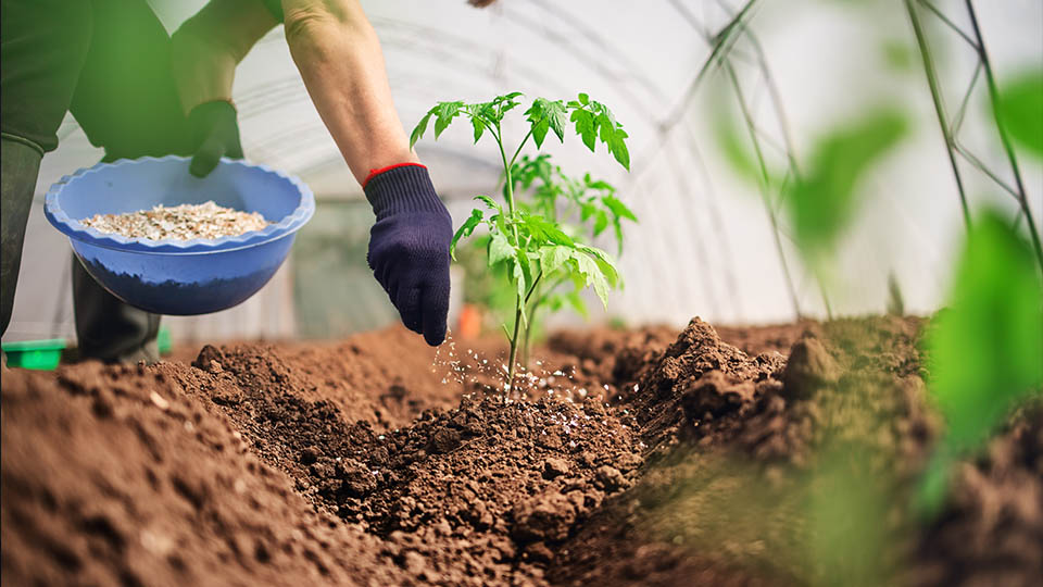 fertilizer