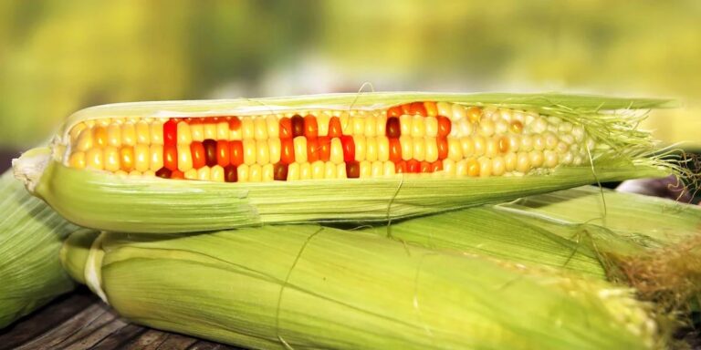 Mexico to proceed with transgenic corn ban