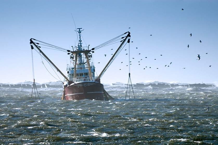In South America, the Chinese fishing fleet mainly catches shortfin squid and giant squid.