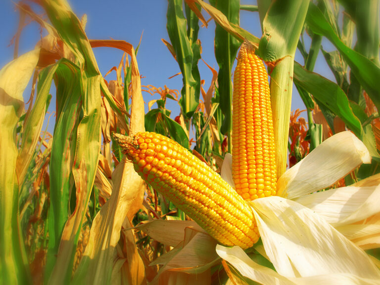 Brazil’s corn export pace soars in 1st week of October