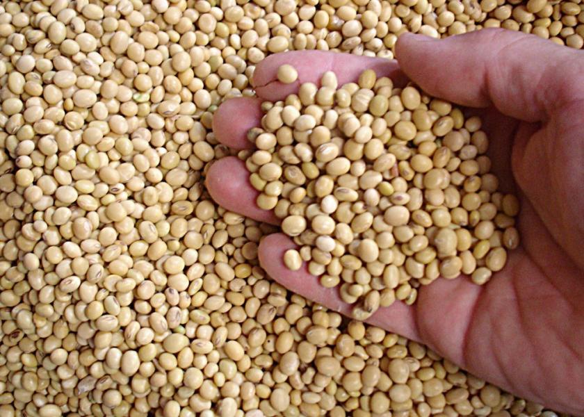 soybean