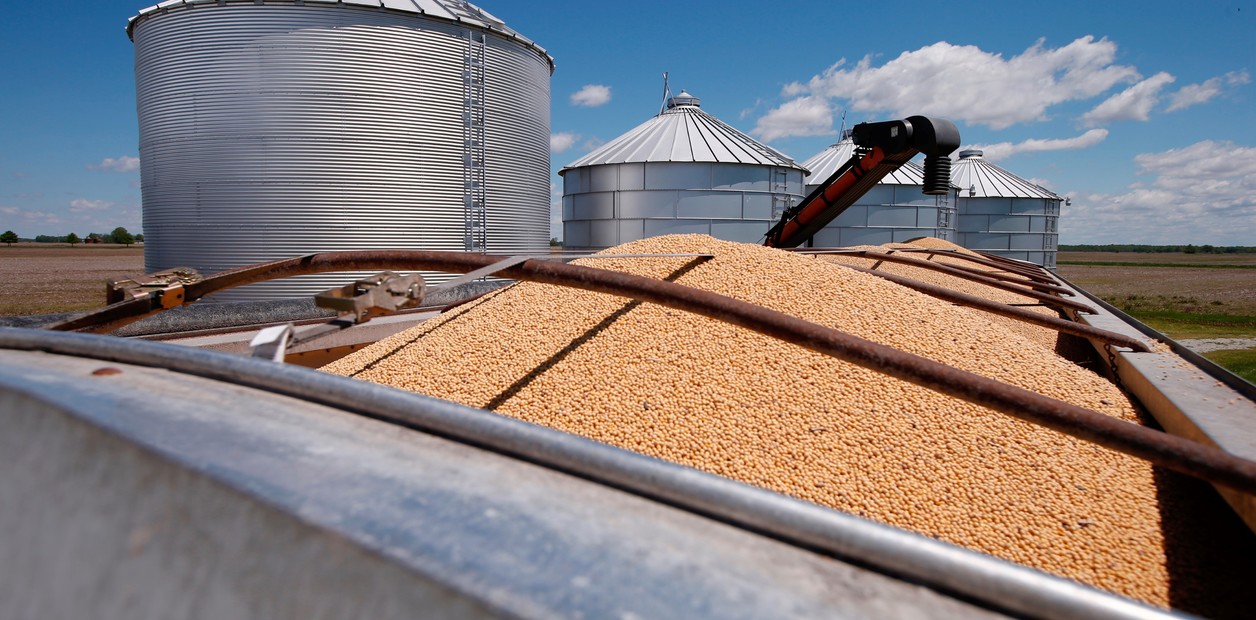 soybeans