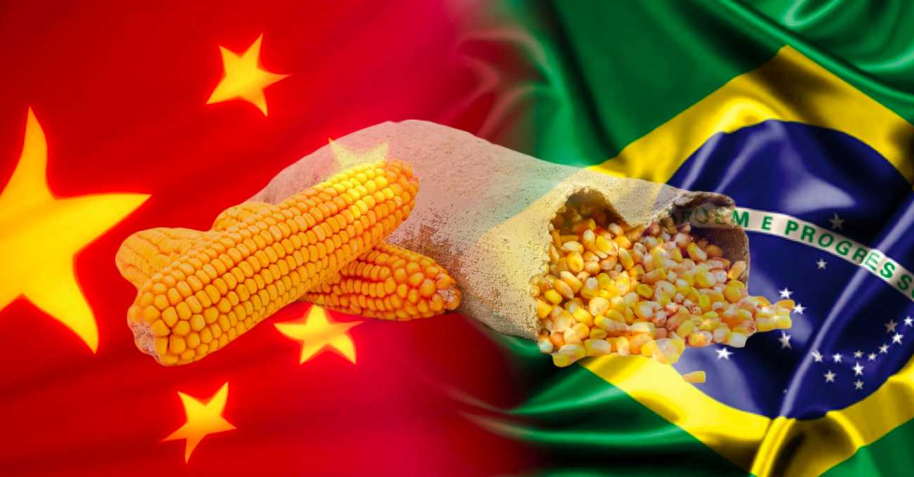 China-Brazil-Corn