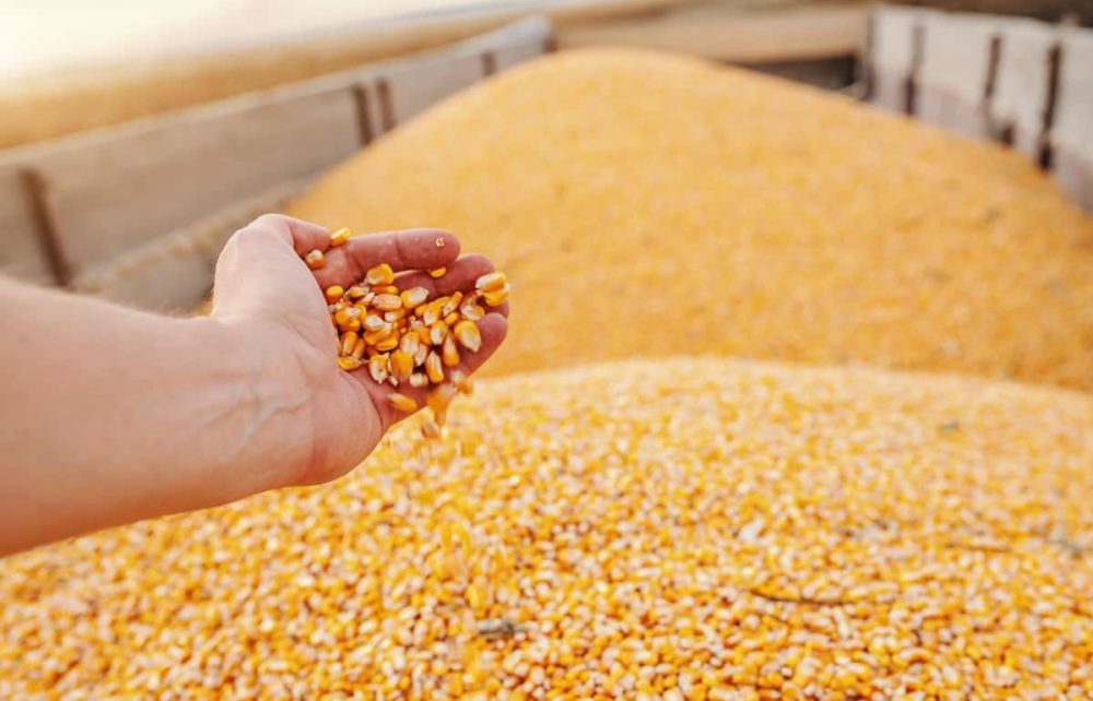 Paraguayan corn exports increase in H1 2023. (Photo Internet reproduction)