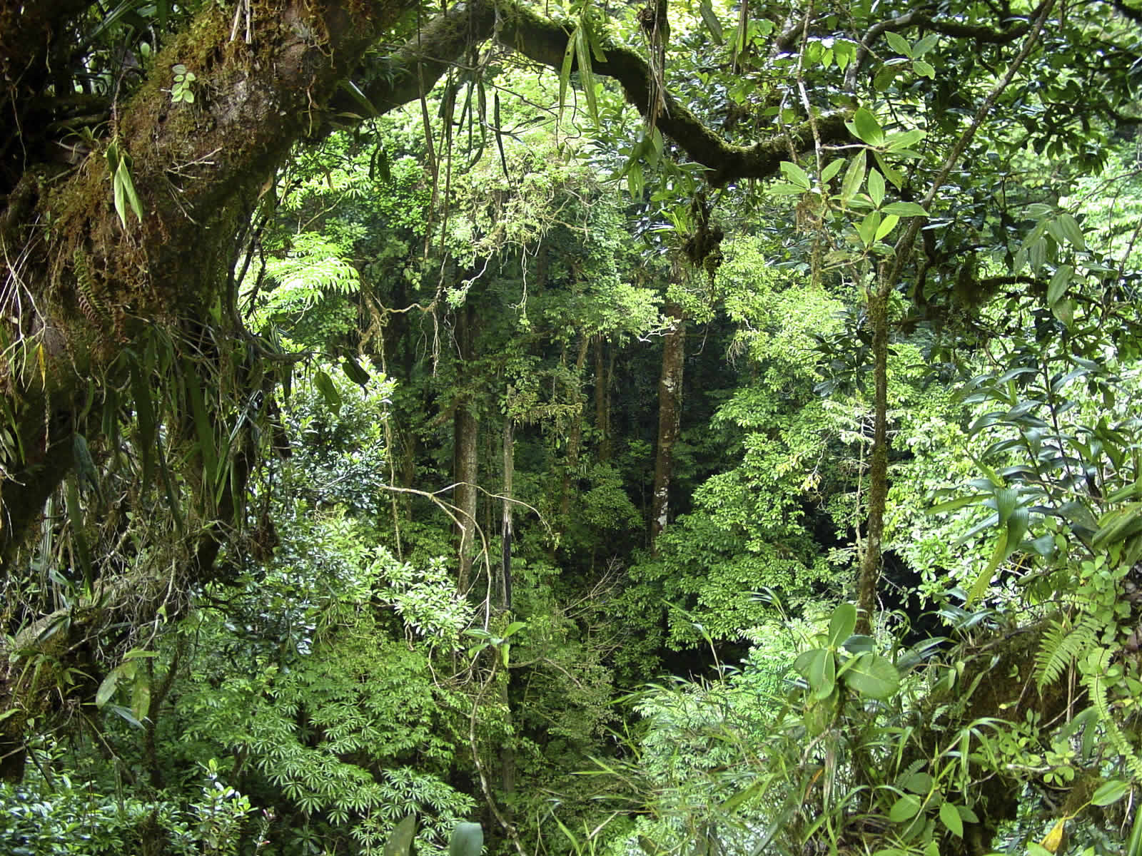 Rainforest. (Photo internet reproduction)