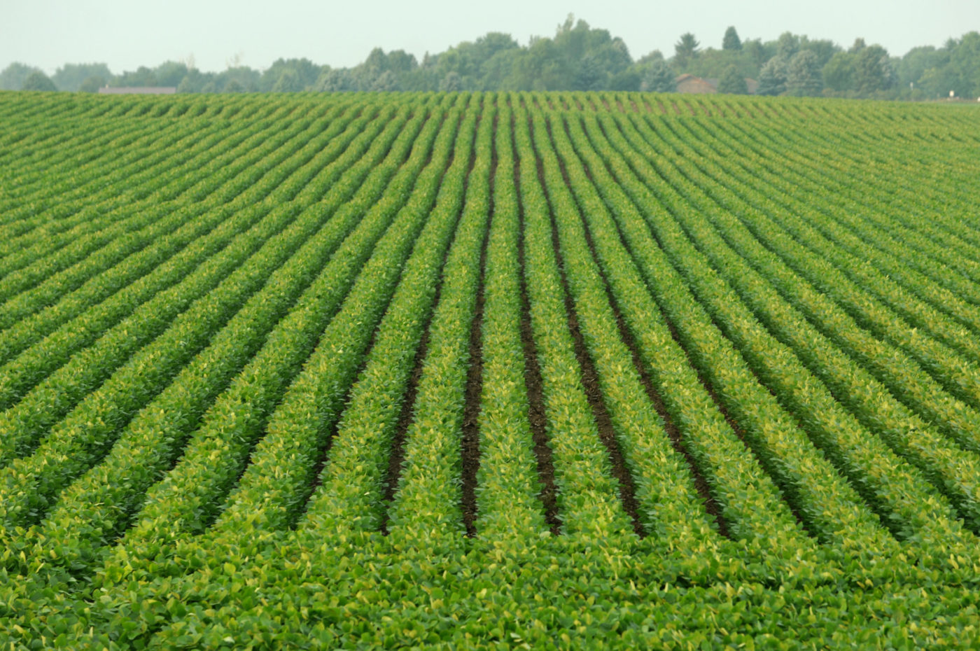 Brazil soybean planting in 2022/2023 reaches 80% of area, less than a year ago. (Photo internet reproduction)