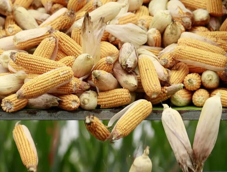 Brazil moves closer to corn exports to China